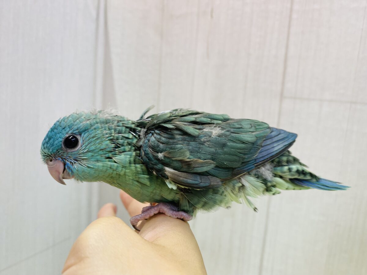 サザナミインコ