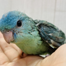 最新画像有ります‼️ちょっぴり控えめﾋﾟｰﾎﾟﾎﾟ💙キュルキュルおめめのサザナミインコ😊