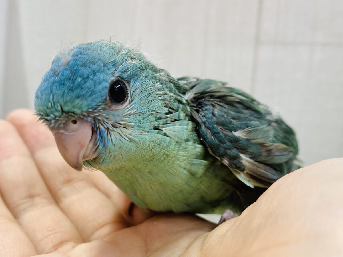最新画像有ります‼️ちょっぴり控えめﾋﾟｰﾎﾟﾎﾟ💙キュルキュルおめめのサザナミインコ😊