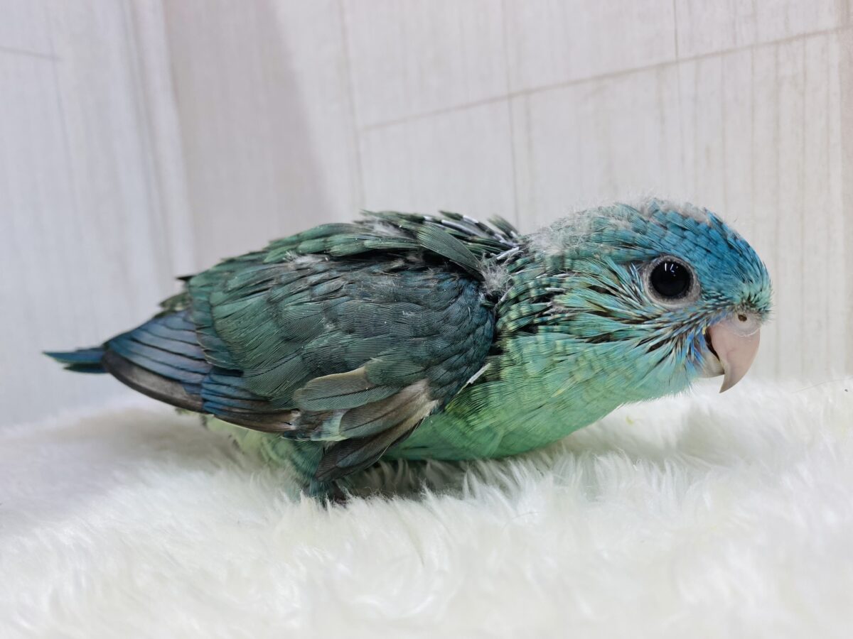 サザナミインコ
