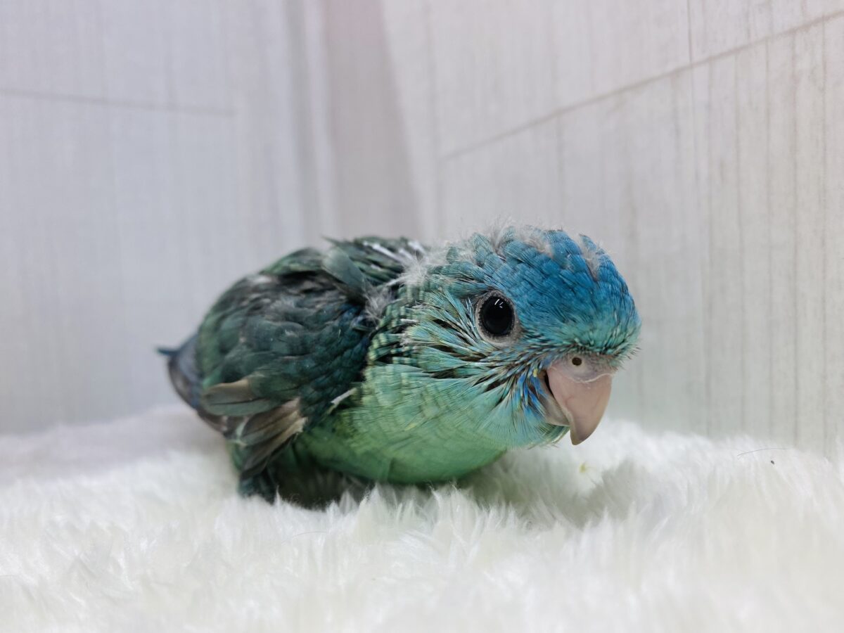 サザナミインコ