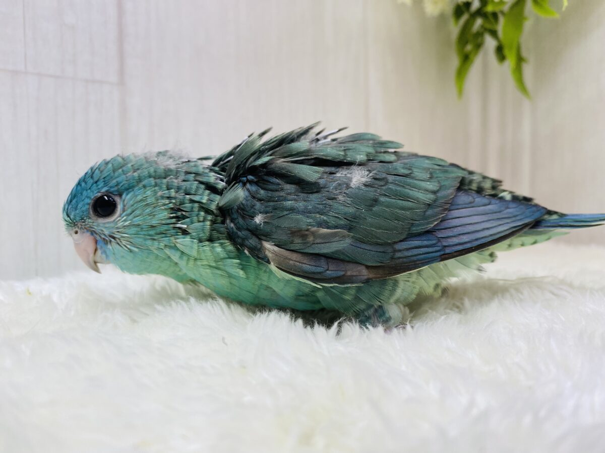 サザナミインコ
