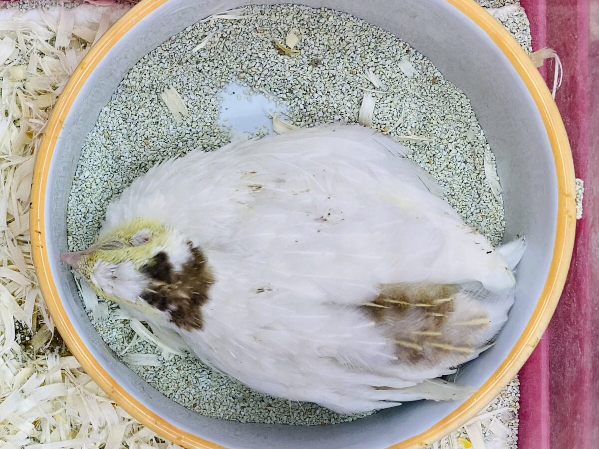 白ウズラ