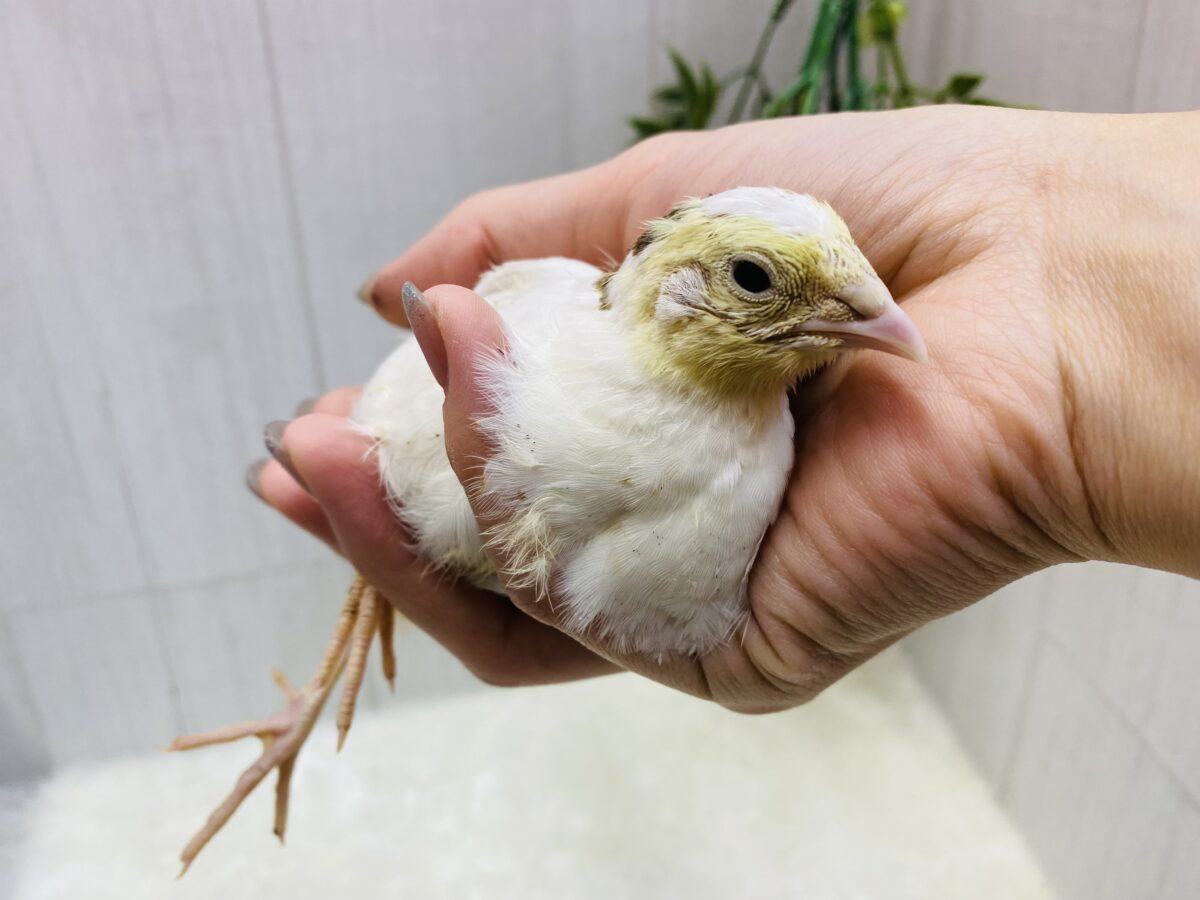 白ウズラ