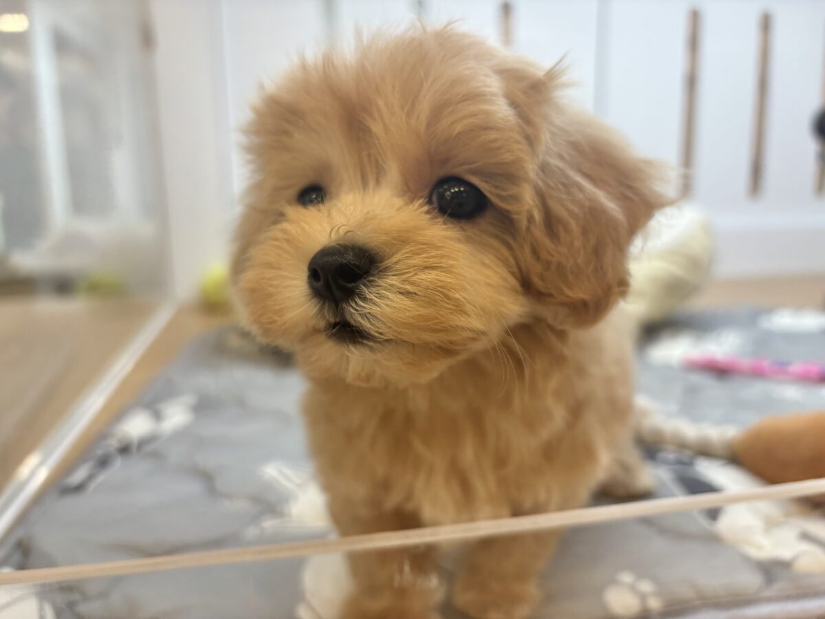 マルプー