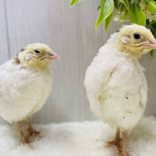 最新画像有ります❗️ピヨピヨ〜🐥⸒⸒真っ白姿になるのかなぁ？白ウズラやって来た‼️