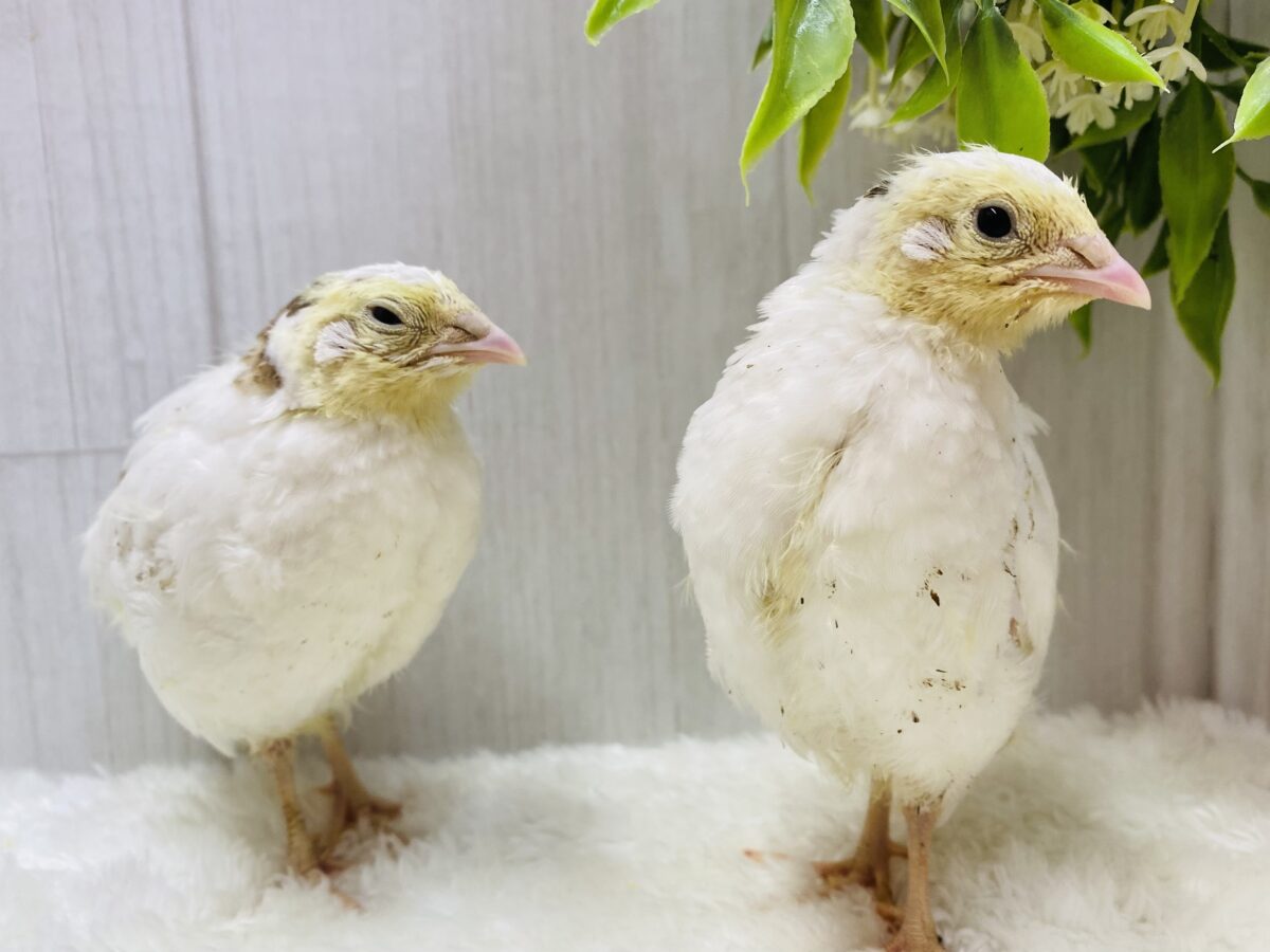 最新画像有ります❗️ピヨピヨ〜🐥⸒⸒真っ白姿になるのかなぁ？白ウズラやって来た‼️
