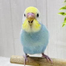最新画像有ります❗️癒しと彩りをお届けっ💖ふんわ〜りセキセイインコパステルチーム🫧