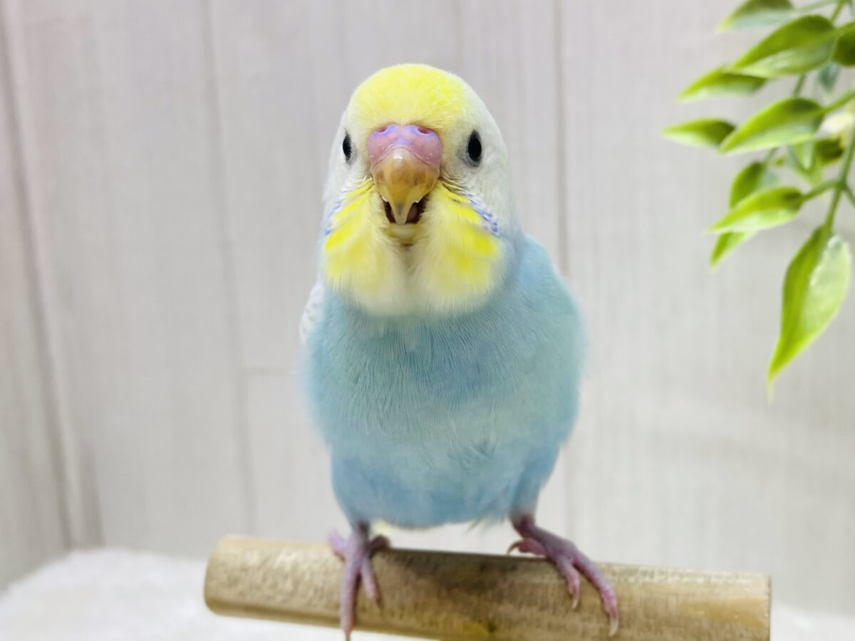 最新画像有ります❗️癒しと彩りをお届けっ💖ふんわ〜りセキセイインコパステルチーム🫧