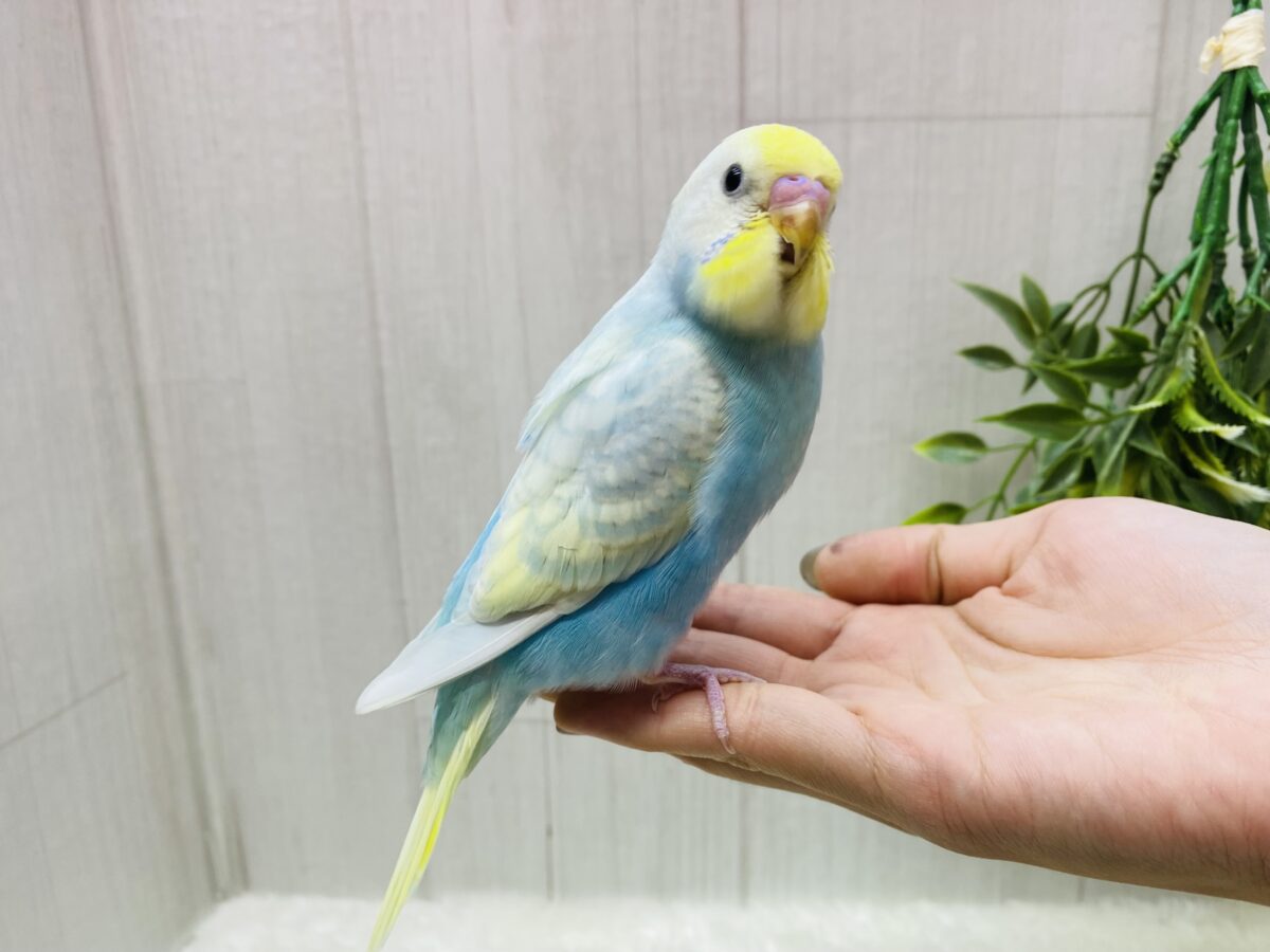 セキセイインコ