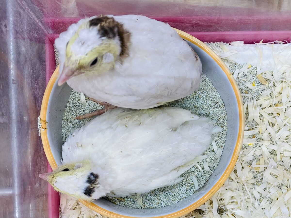 最新画像有ります❗️ピヨピヨ〜🐥⸒⸒真っ白姿になるのかなぁ?白ウズラやって来た‼️ 白ウズラ