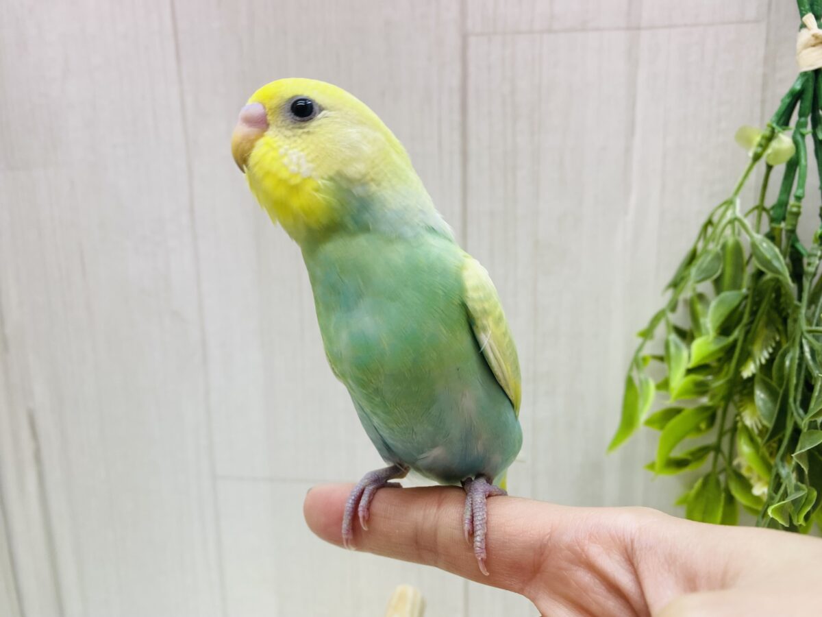 セキセイインコ