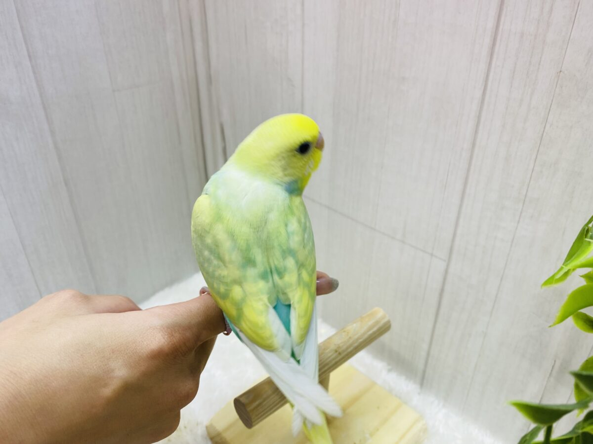 セキセイインコ