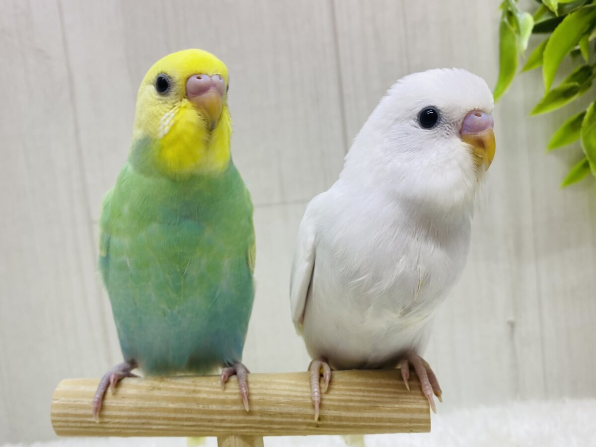 セキセイインコ