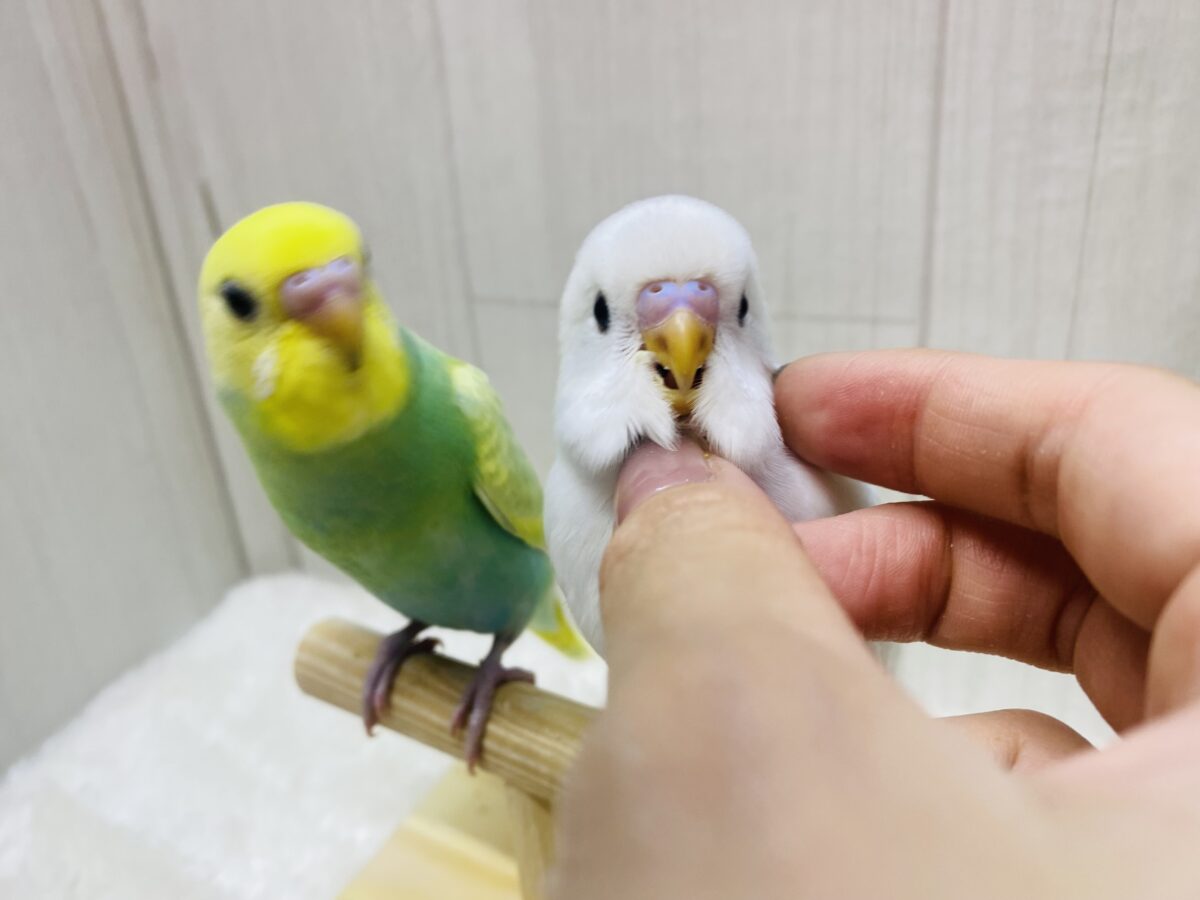 セキセイインコ