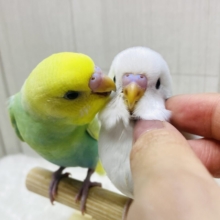 最新画像有ります⭐️儚い淡さ🫧‪魅力たっぷり💗セキセイインコ(パステルカラーレインボースパングル・ダブルファクター)💚🤍