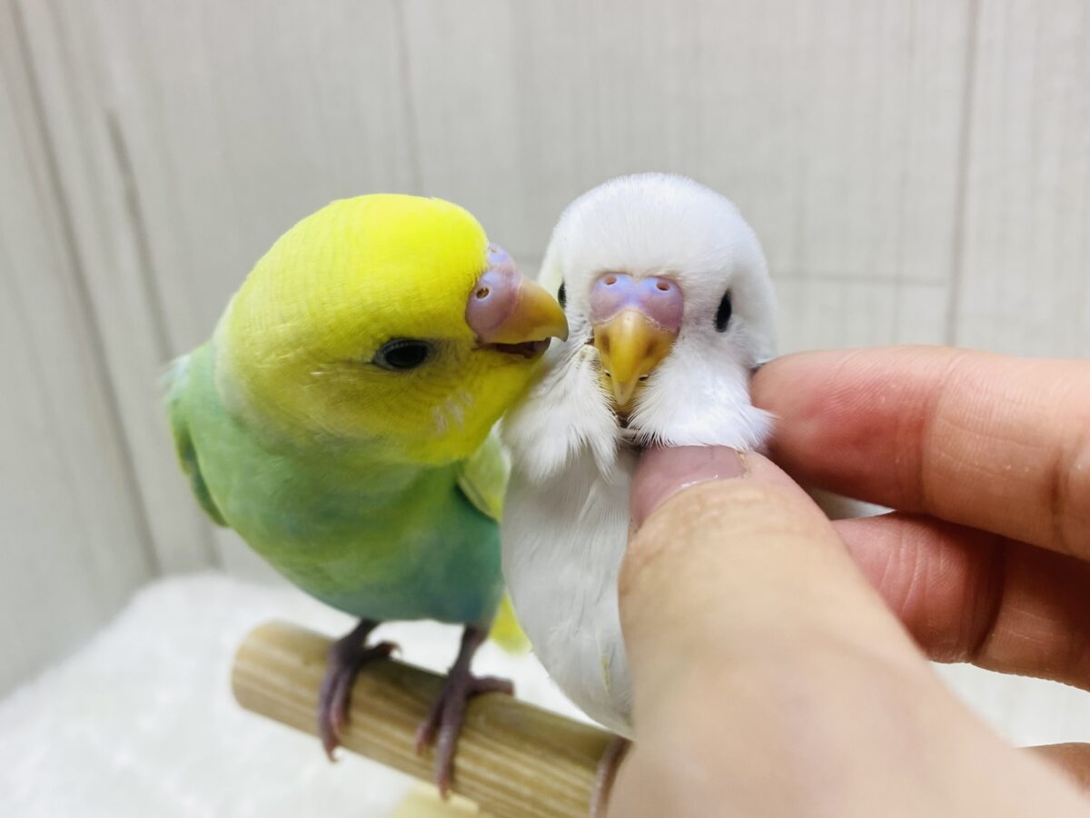 最新画像有ります⭐️儚い淡さ🫧‪魅力たっぷり💗セキセイインコ(パステルカラーレインボースパングル・ダブルファクター)💚🤍