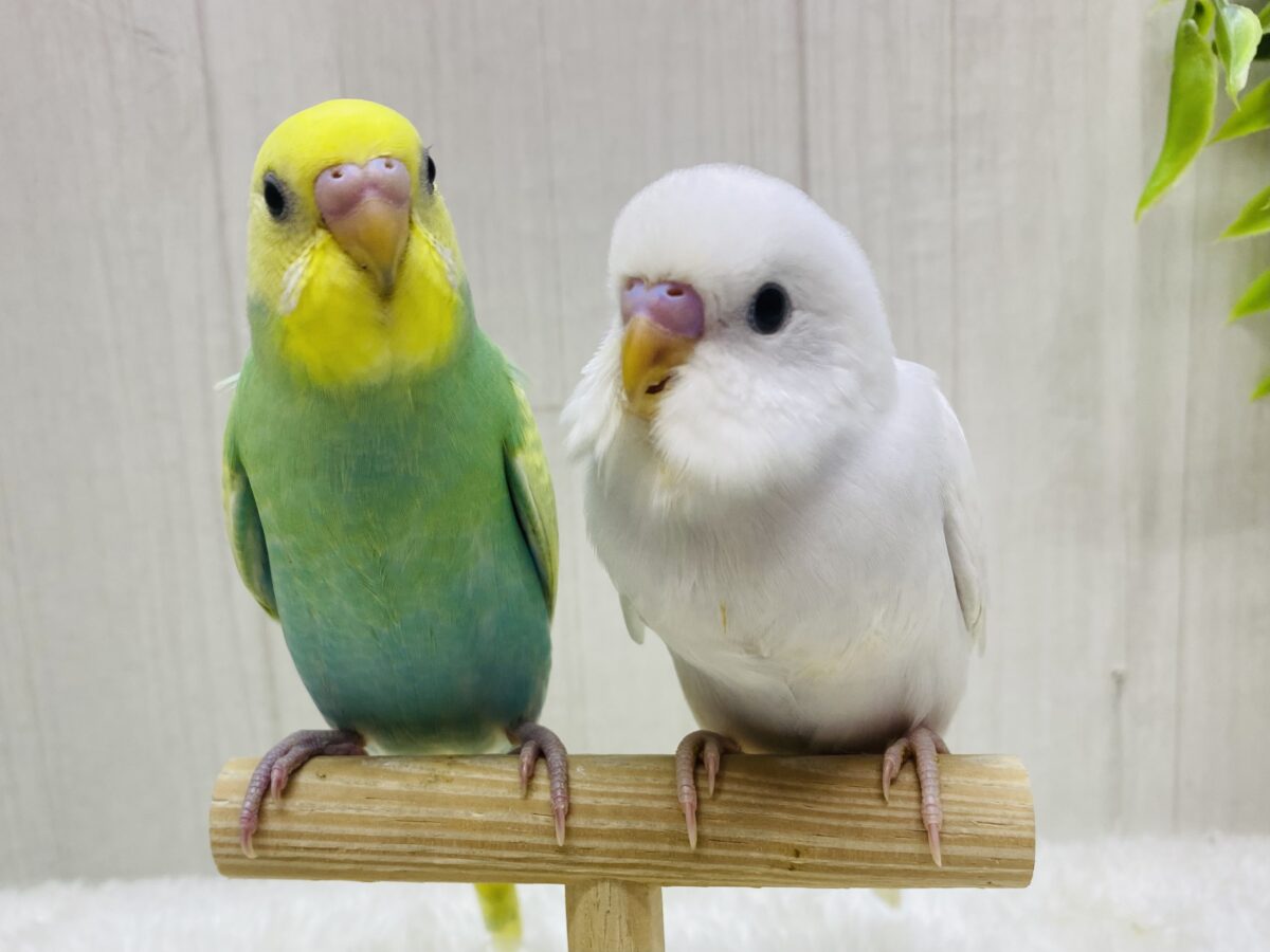 セキセイインコ