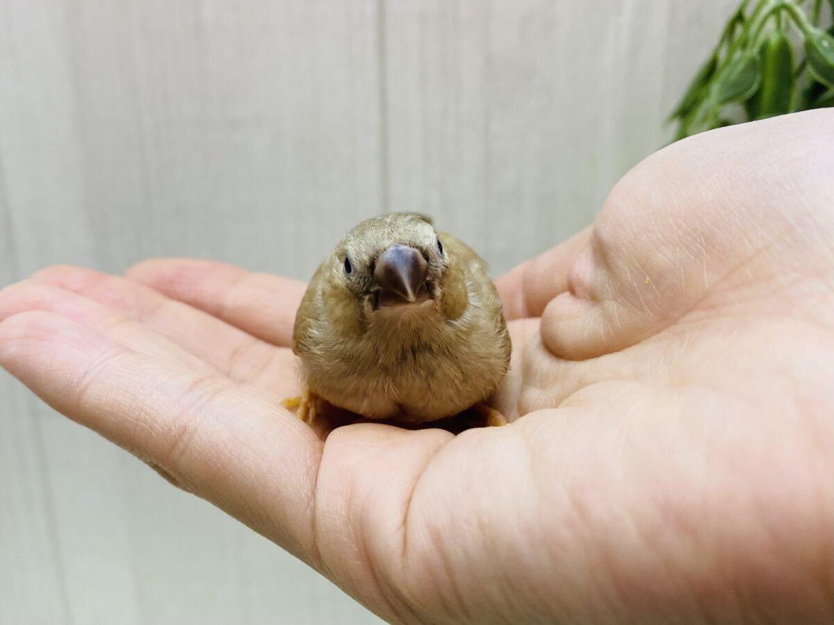 錦花鳥（キンカチョウ）