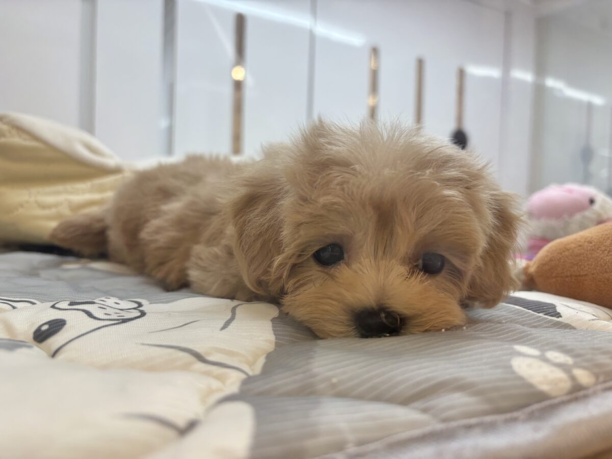 マルプー