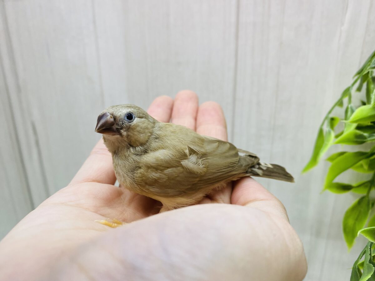 錦花鳥（キンカチョウ）