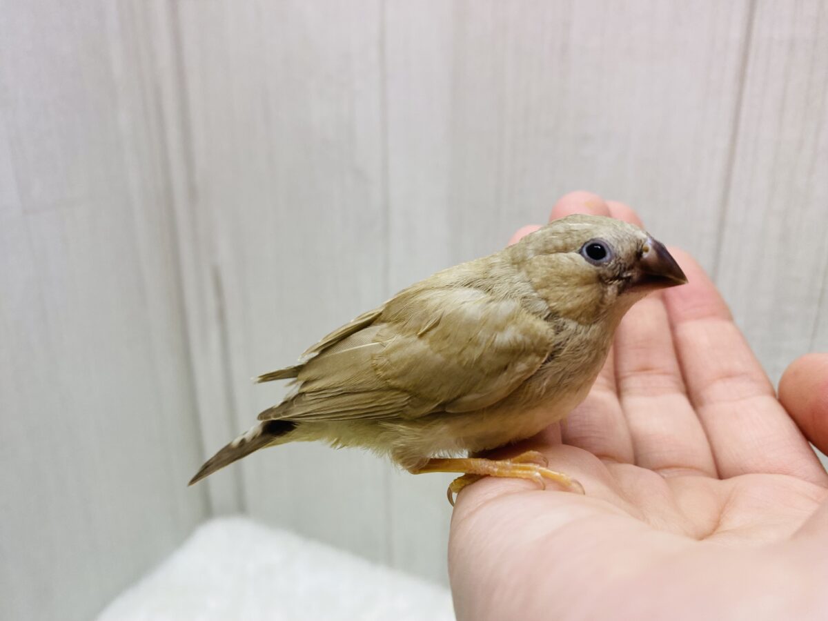 錦花鳥（キンカチョウ）