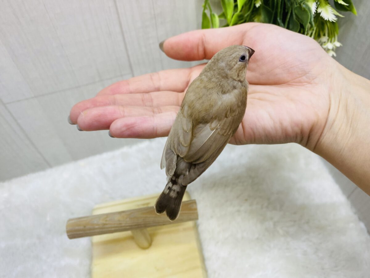 錦花鳥（キンカチョウ）