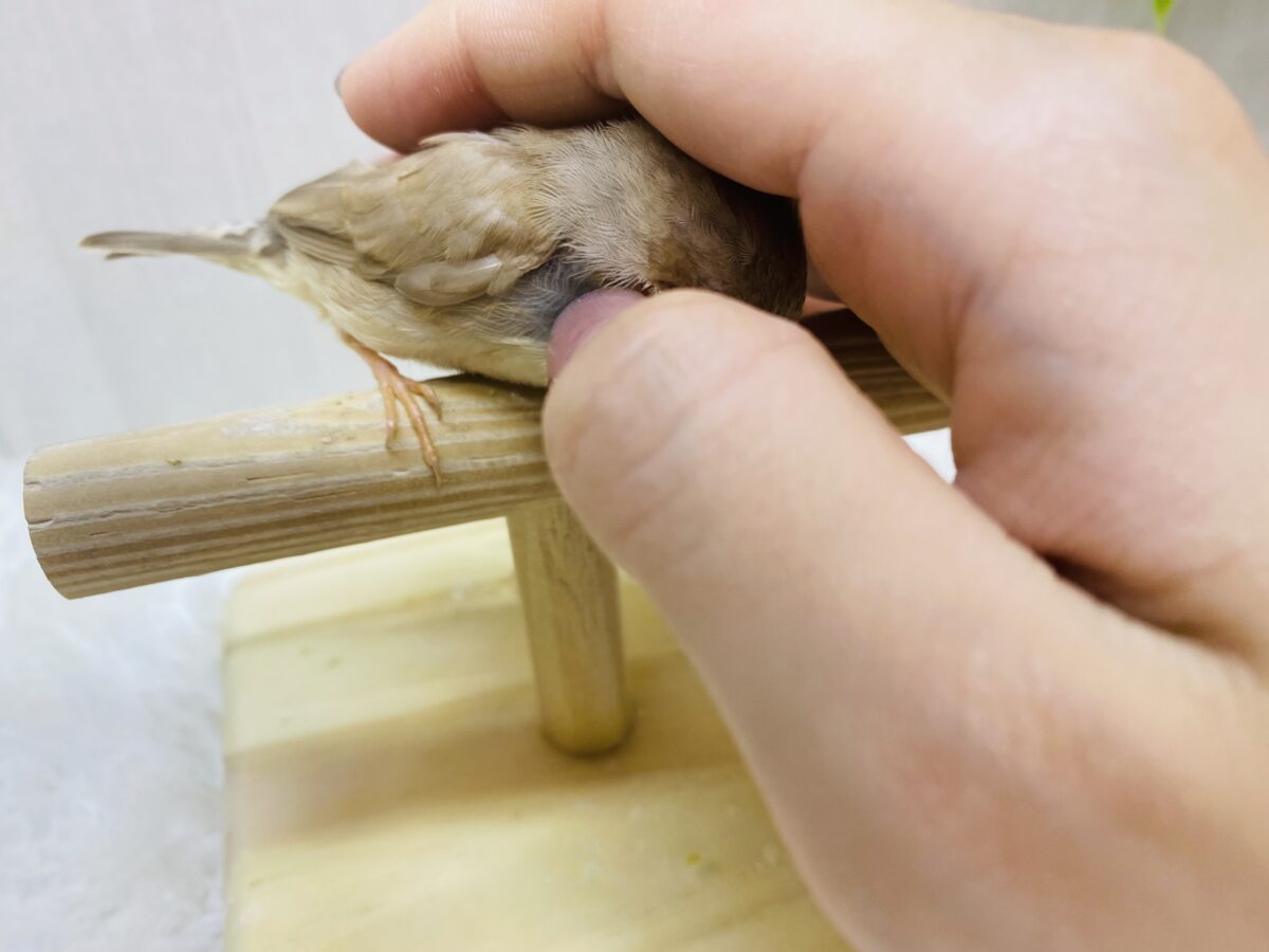 錦花鳥（キンカチョウ）
