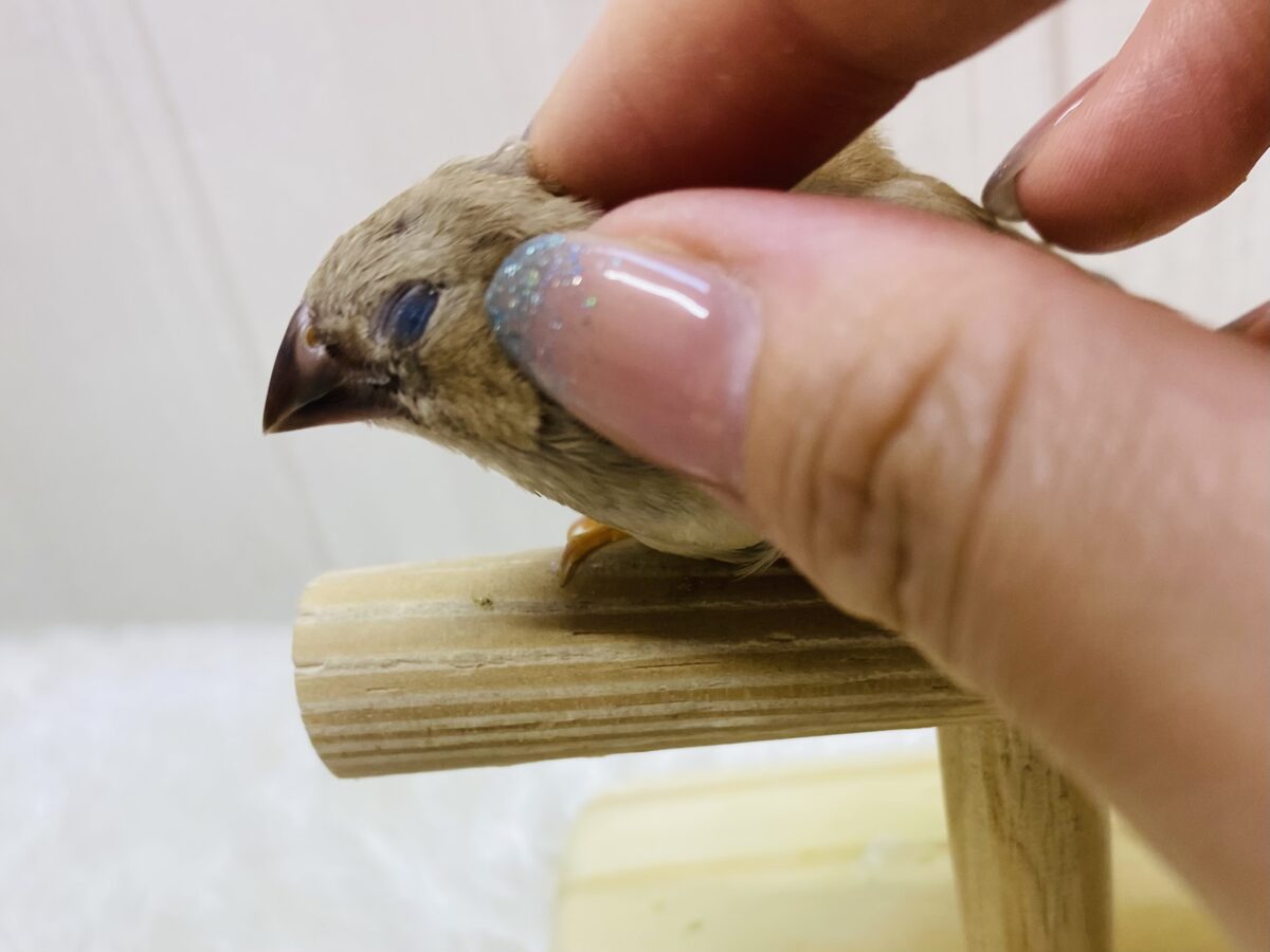 錦花鳥（キンカチョウ）