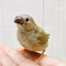 フォーンカラーの丸々おだんごちゃん🍡💕キンカ鳥やってきた〜