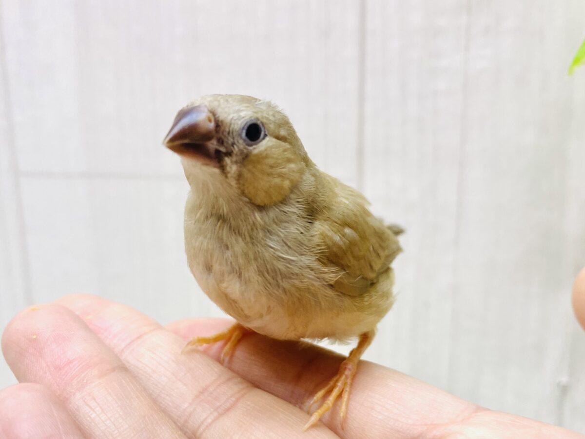 フォーンカラーの丸々おだんごちゃん🍡💕キンカ鳥やってきた〜