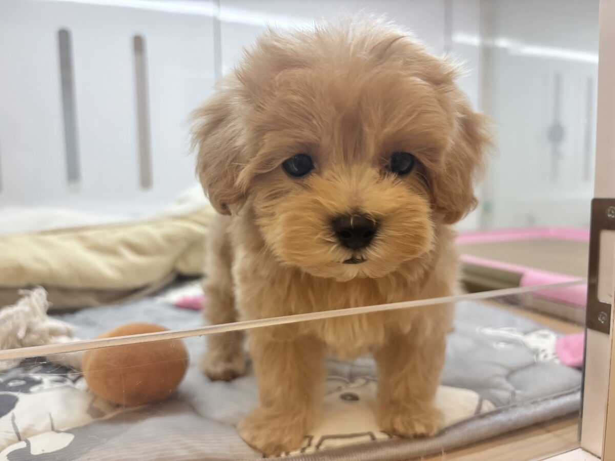 マルプー