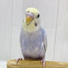 優しげな雰囲気💕セキセイインコのライラックやって来た！！