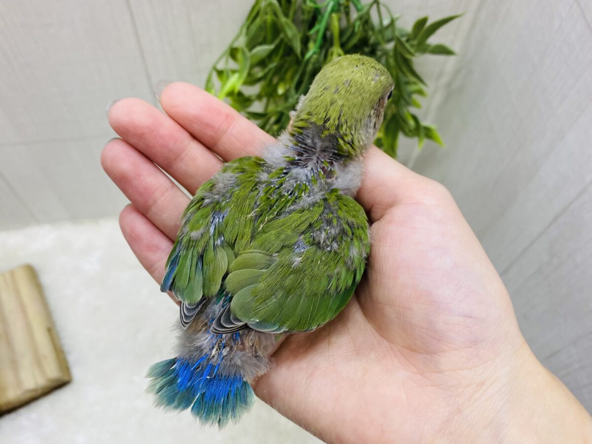 コザクラインコ（小桜インコ）