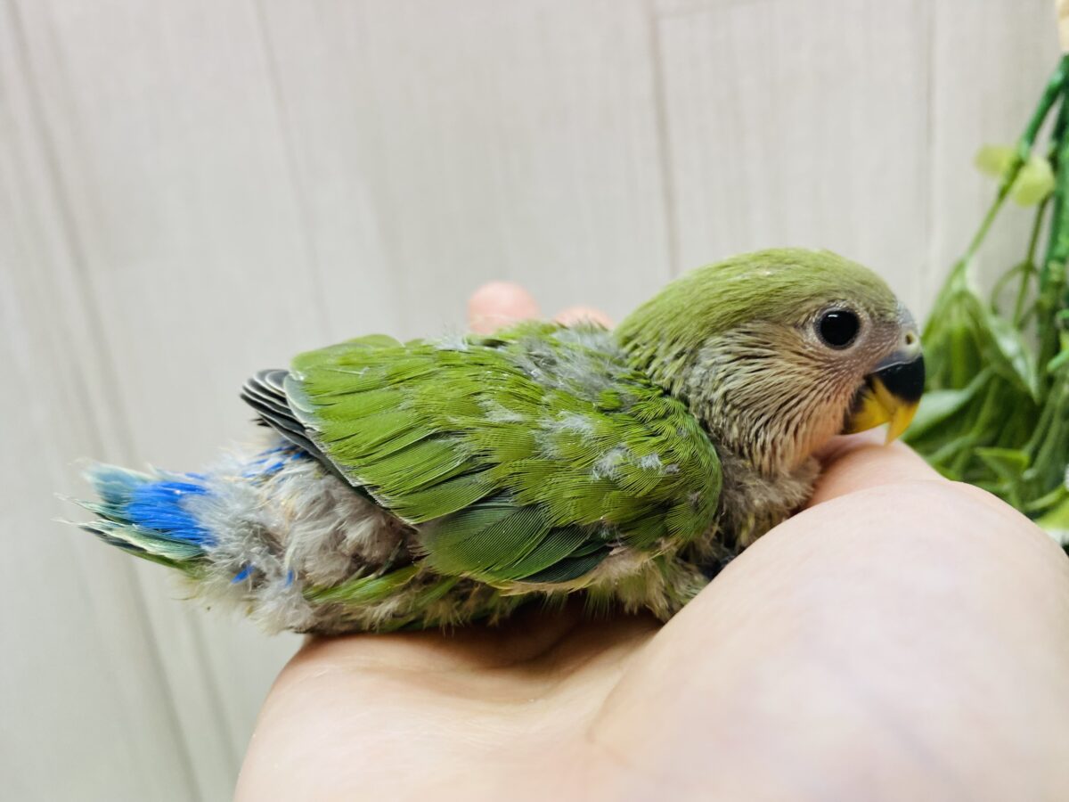 コザクラインコ（小桜インコ）