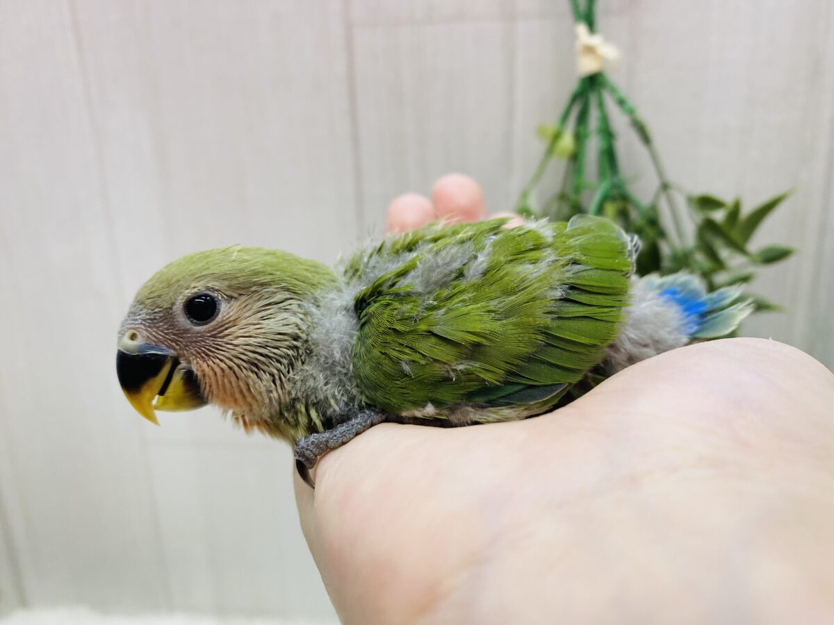 コザクラインコ（小桜インコ）
