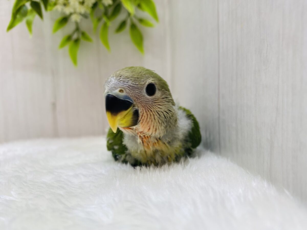 コザクラインコ（小桜インコ）