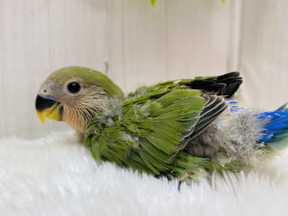 コザクラインコ（小桜インコ）