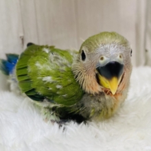 ジュワッと果実🍎☘️コザクラインコと言えば！の定番人気ノーマルカラー✨