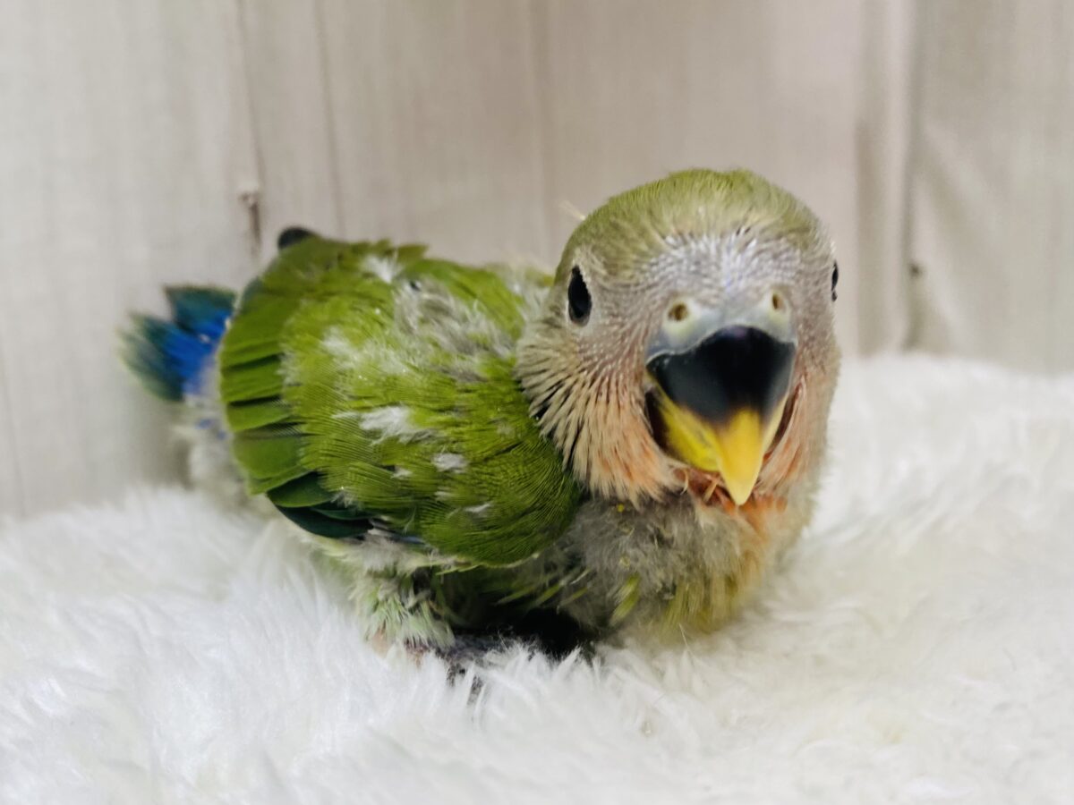 ジュワッと果実🍎☘️コザクラインコと言えば！の定番人気ノーマルカラー✨