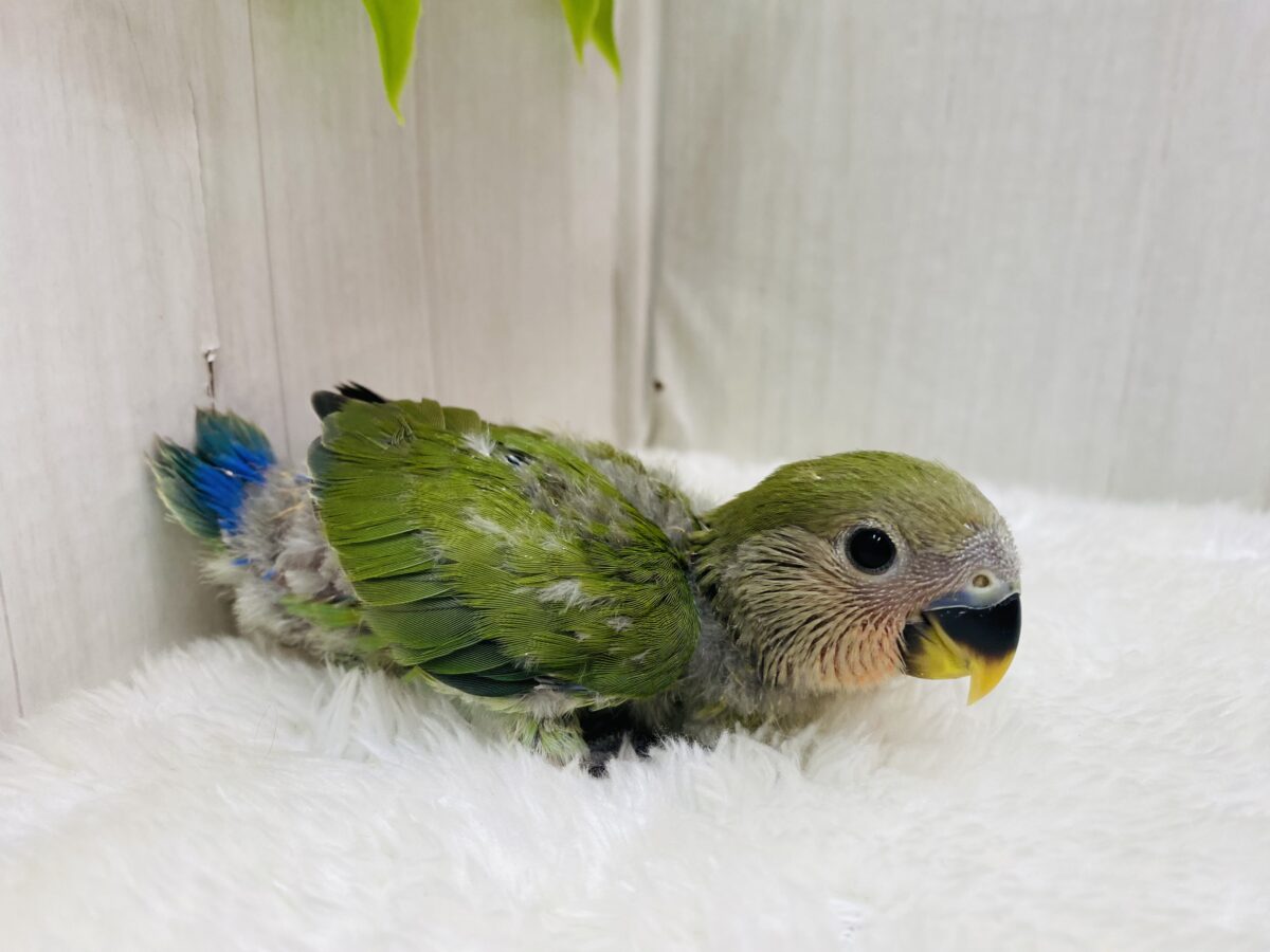 コザクラインコ（小桜インコ）