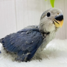 凛と美しく✨✨コザクラインコバイオレット💜