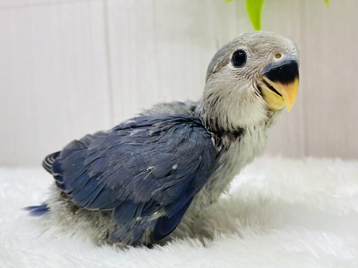 凛と美しく✨✨コザクラインコバイオレット💜