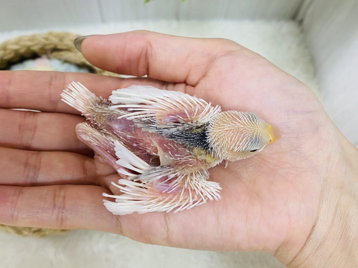 白文鳥