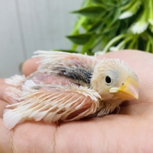 小さくても表情は一丁前‼️白文鳥さん💖