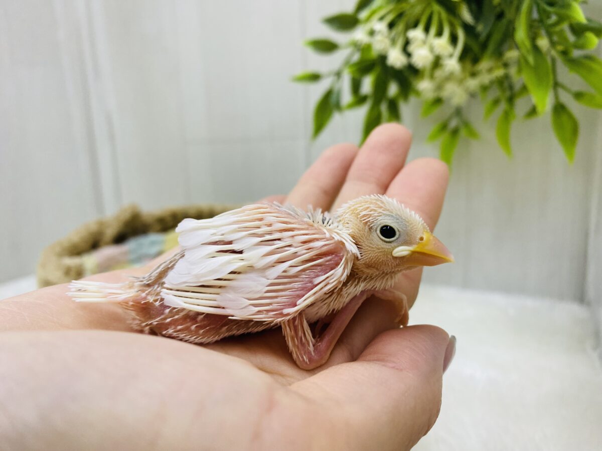 白文鳥