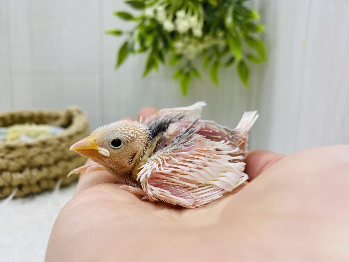 白文鳥