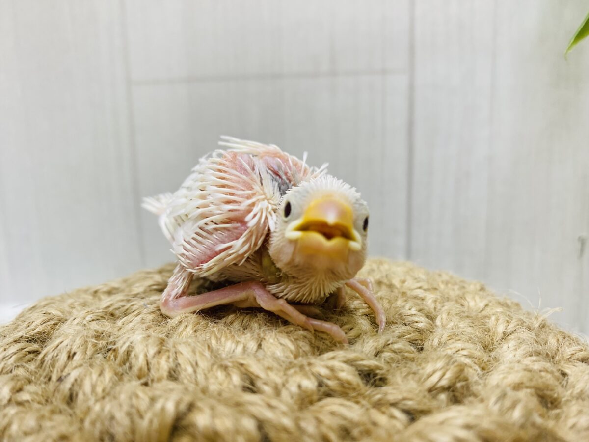 白文鳥
