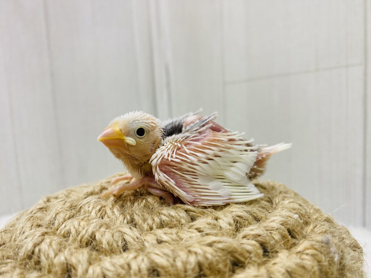 白文鳥