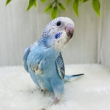 ピーン❕と背筋よく〜☺️💖好奇心旺盛！セキセイインコ（オパーリン）